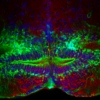 ISFE Photography Contest 2026: Celebrating the Beauty of Fish Endocrinology