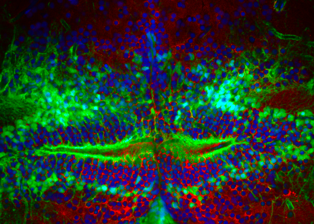 ISFE Photography Contest 2026: Celebrating the Beauty of Fish Endocrinology